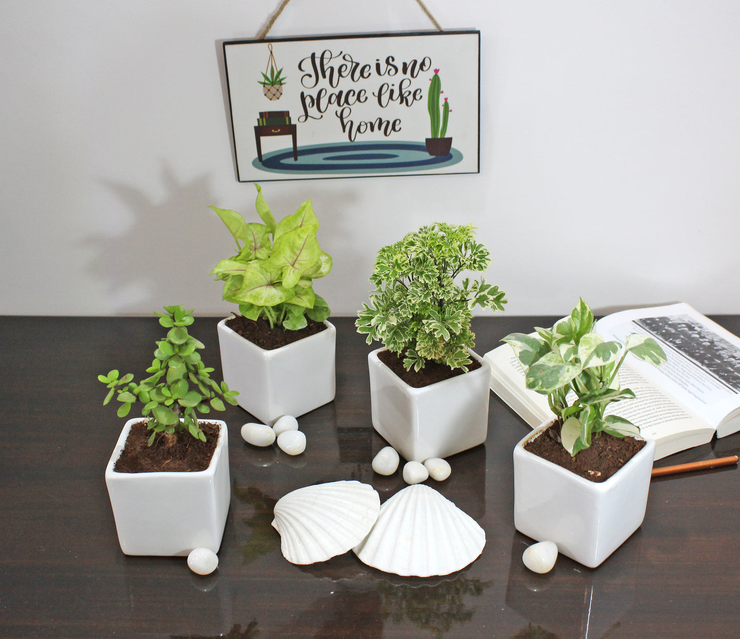 Rolling Nature Combo of Live Indoor Plants Jade, Aralia, Green Syngonium and Njoy Money plants in White Square Glacier Ceramic Pots