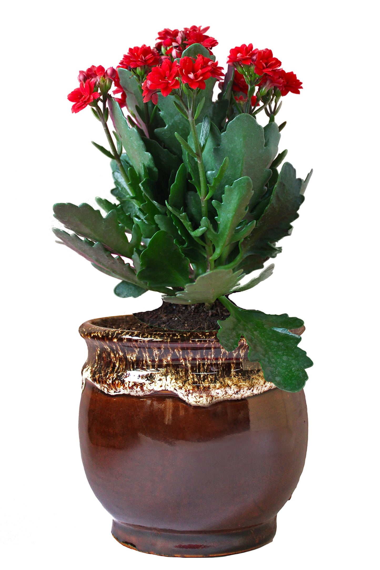 Rolling Nature Kalanchoe Flowering Plant in Brown Drip Glazed Pitcher Ceramic Pot