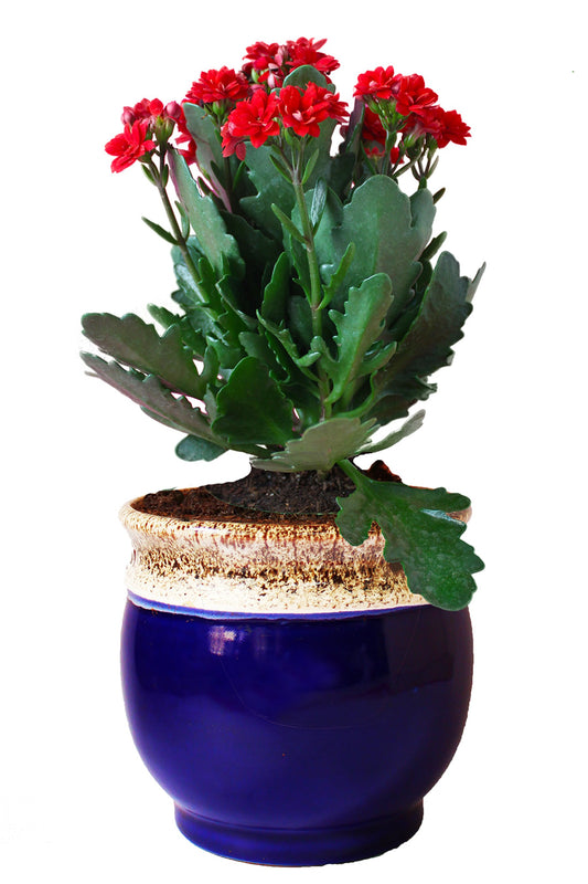 Rolling Nature Kalanchoe Flowering Plant in Blue Drip Glazed Pitcher Ceramic Pot