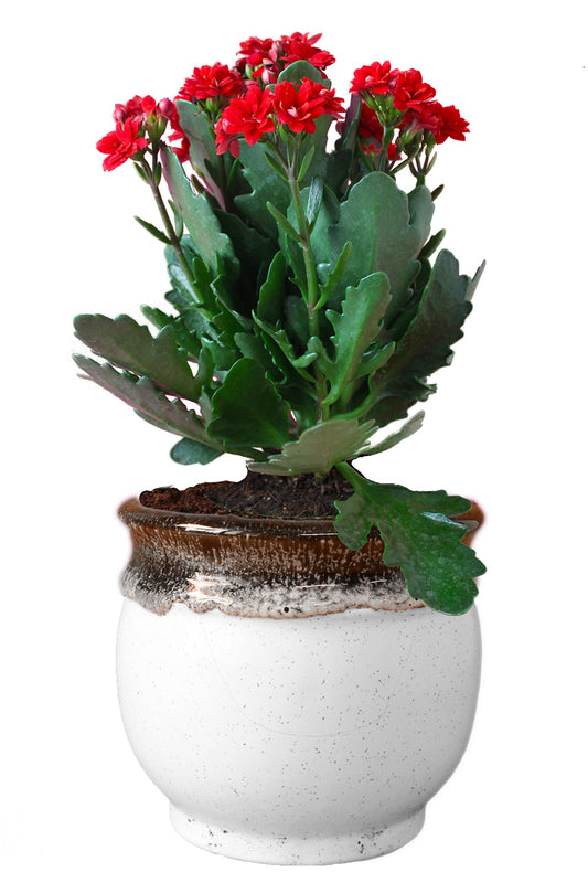 Rolling Nature Kalanchoe Flowering Plant in White Drip Glazed Pitcher Ceramic Pot