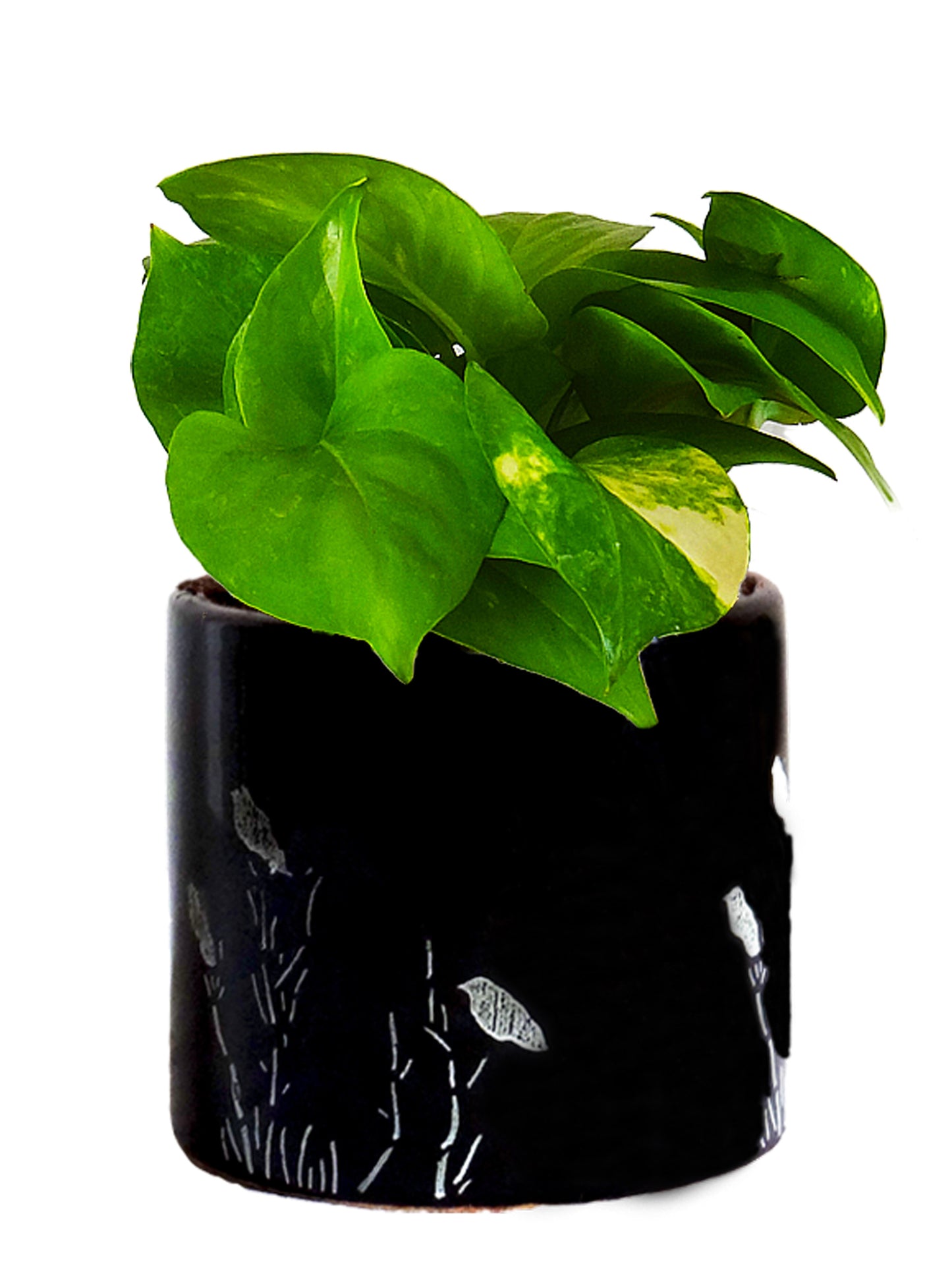 Good Luck Money Plant in Black Barrel Aroez Ceramic Planter
