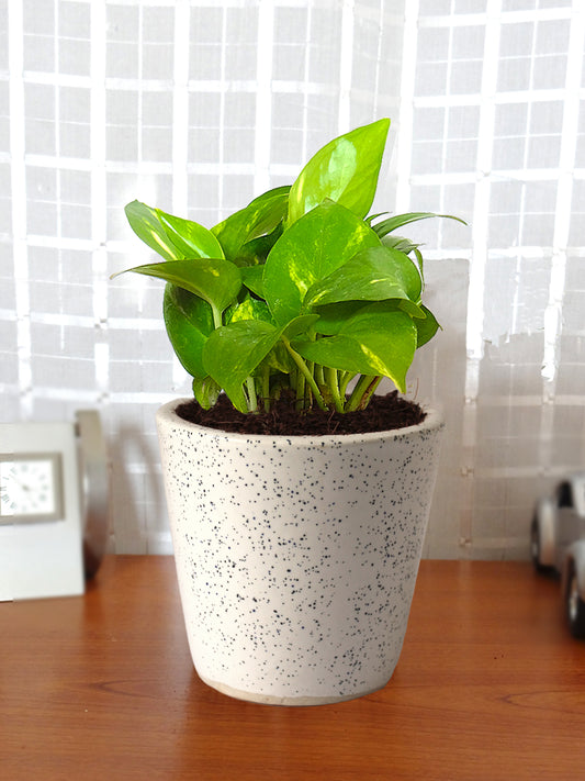 Good Luck Air Purifying Live Money Plant in White Bucket Dew Ceramic Pot