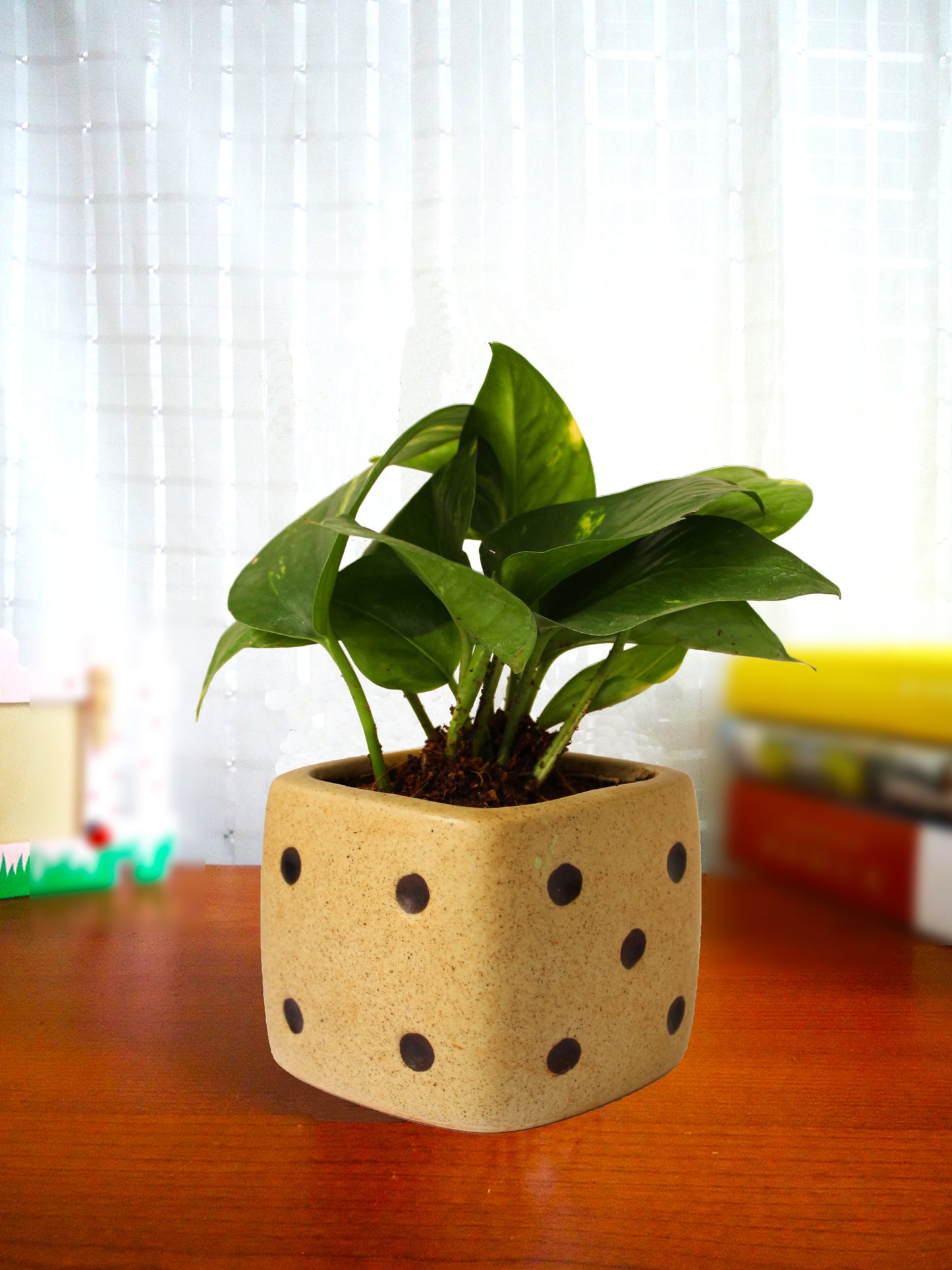 Good Luck Air Purifying Money Plant in Brown Dice Ceramic Pot