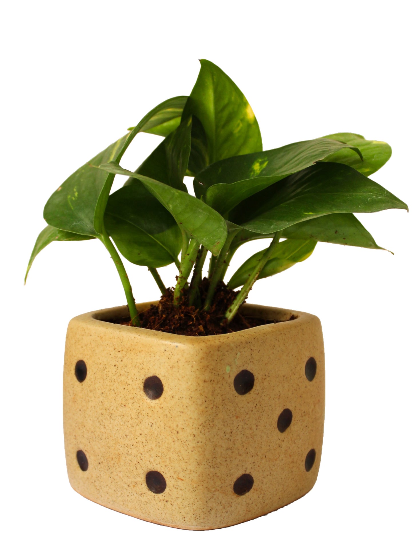 Good Luck Air Purifying Money Plant in Brown Dice Ceramic Pot