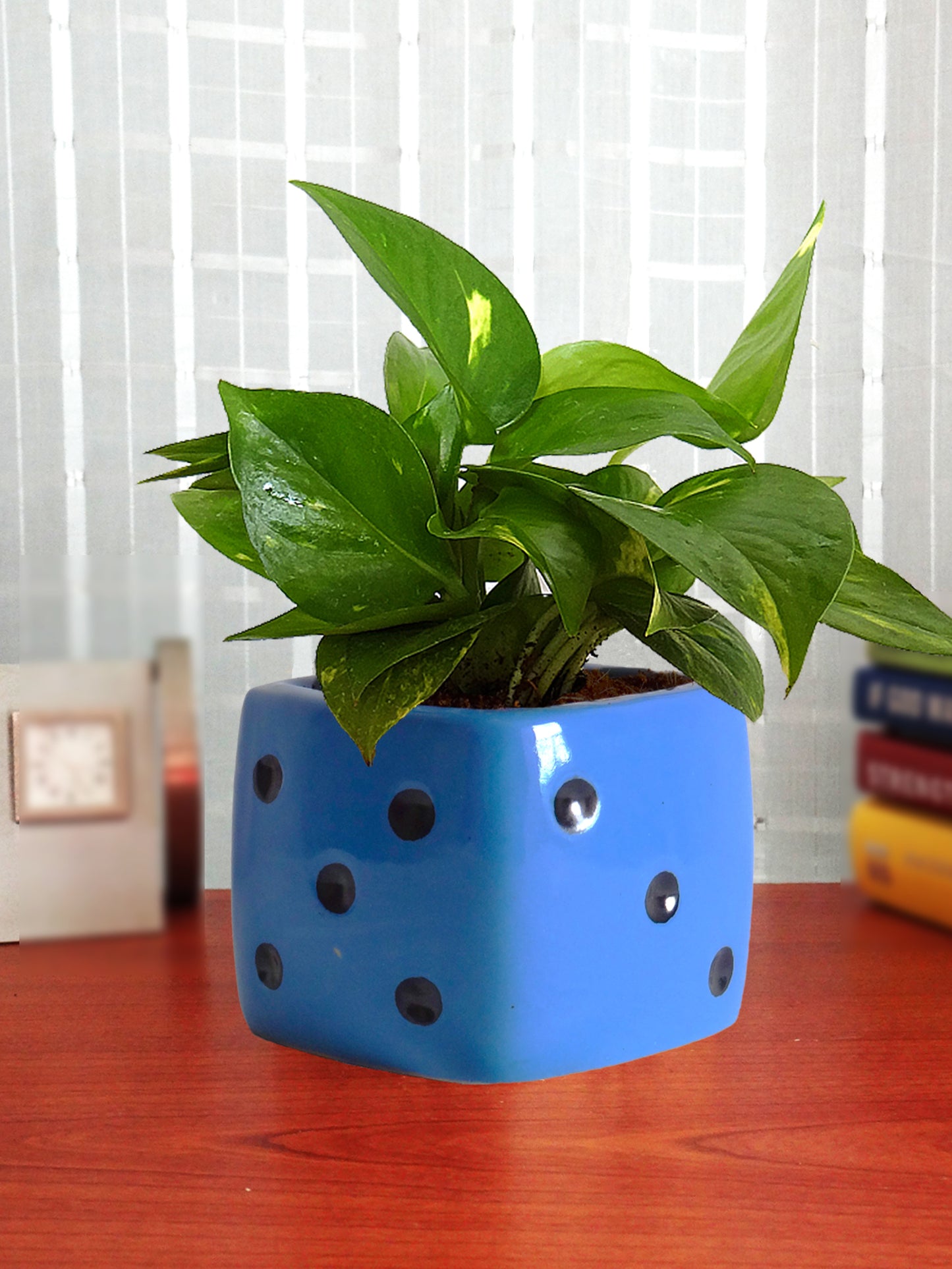 Good Luck Air Purifying Money Plant in Blue Dice Ceramic Pot
