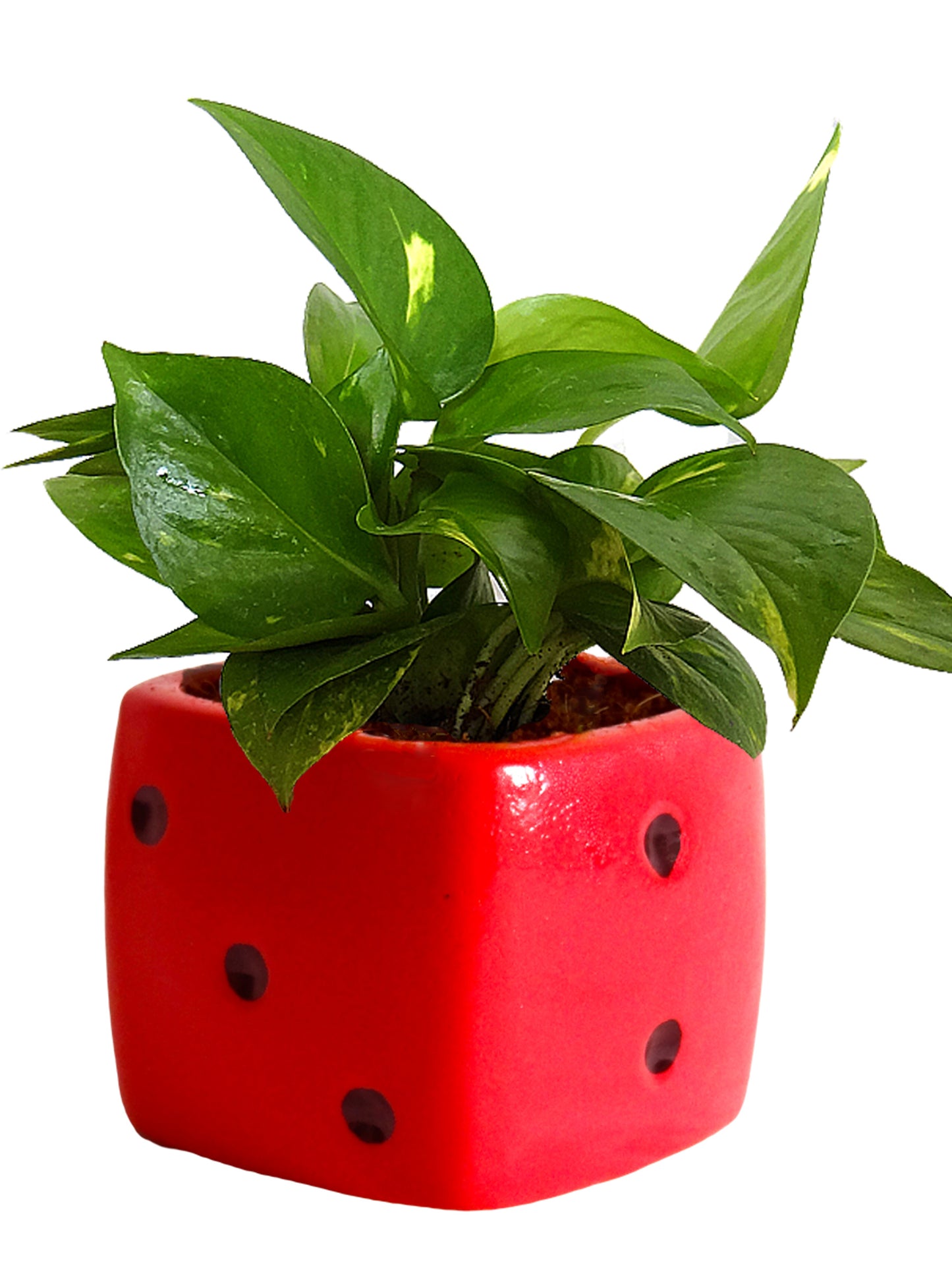 Good Luck Air Purifying Money Plant in Red Dice Ceramic Pot