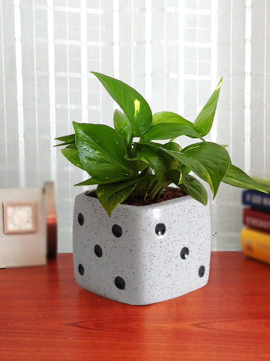 Good Luck Air Purifying Money Plant in White Dice Ceramic Pot