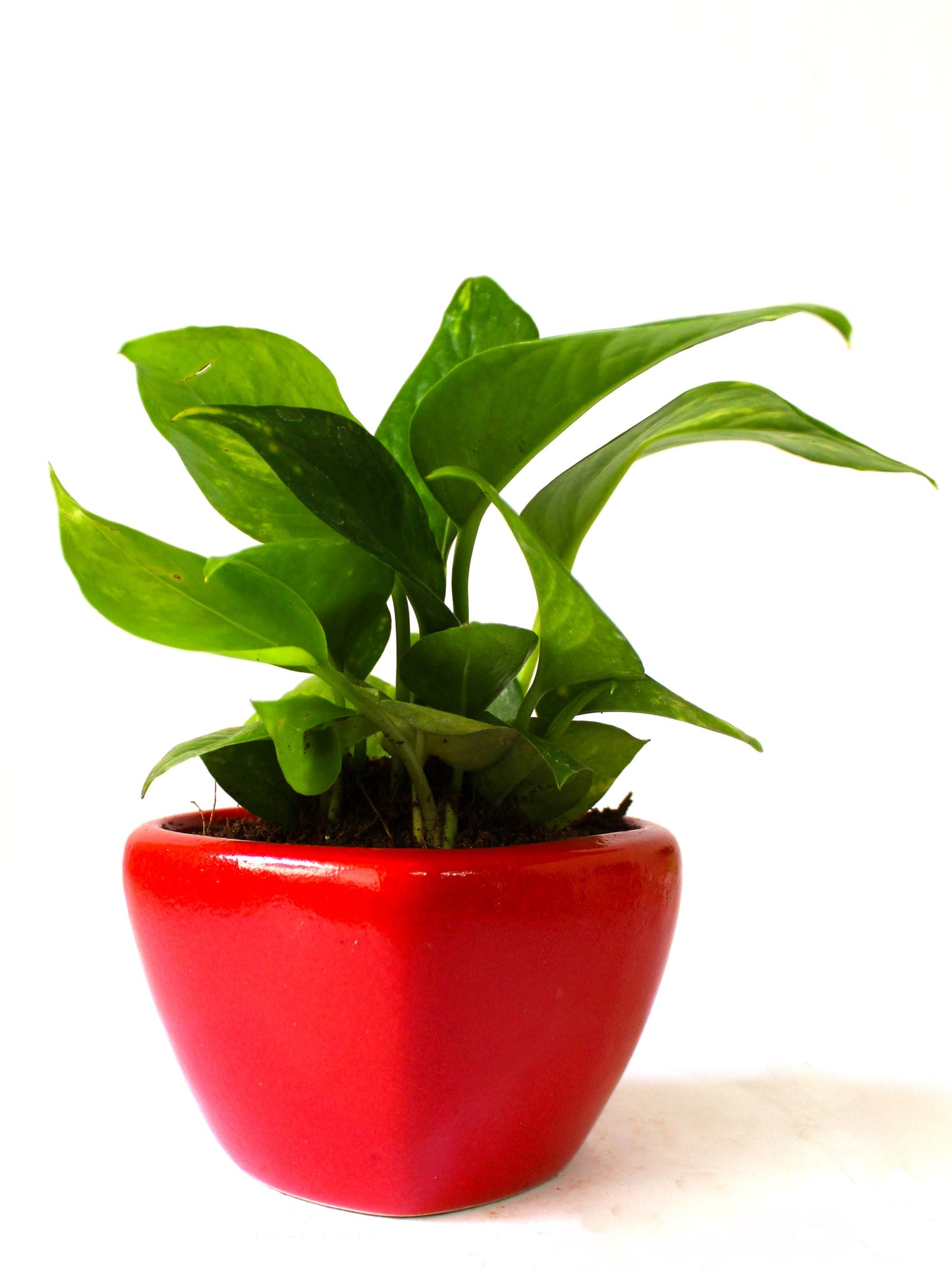 Good Luck Air Purifying Money Plant in Red Heart Ceramic Pot