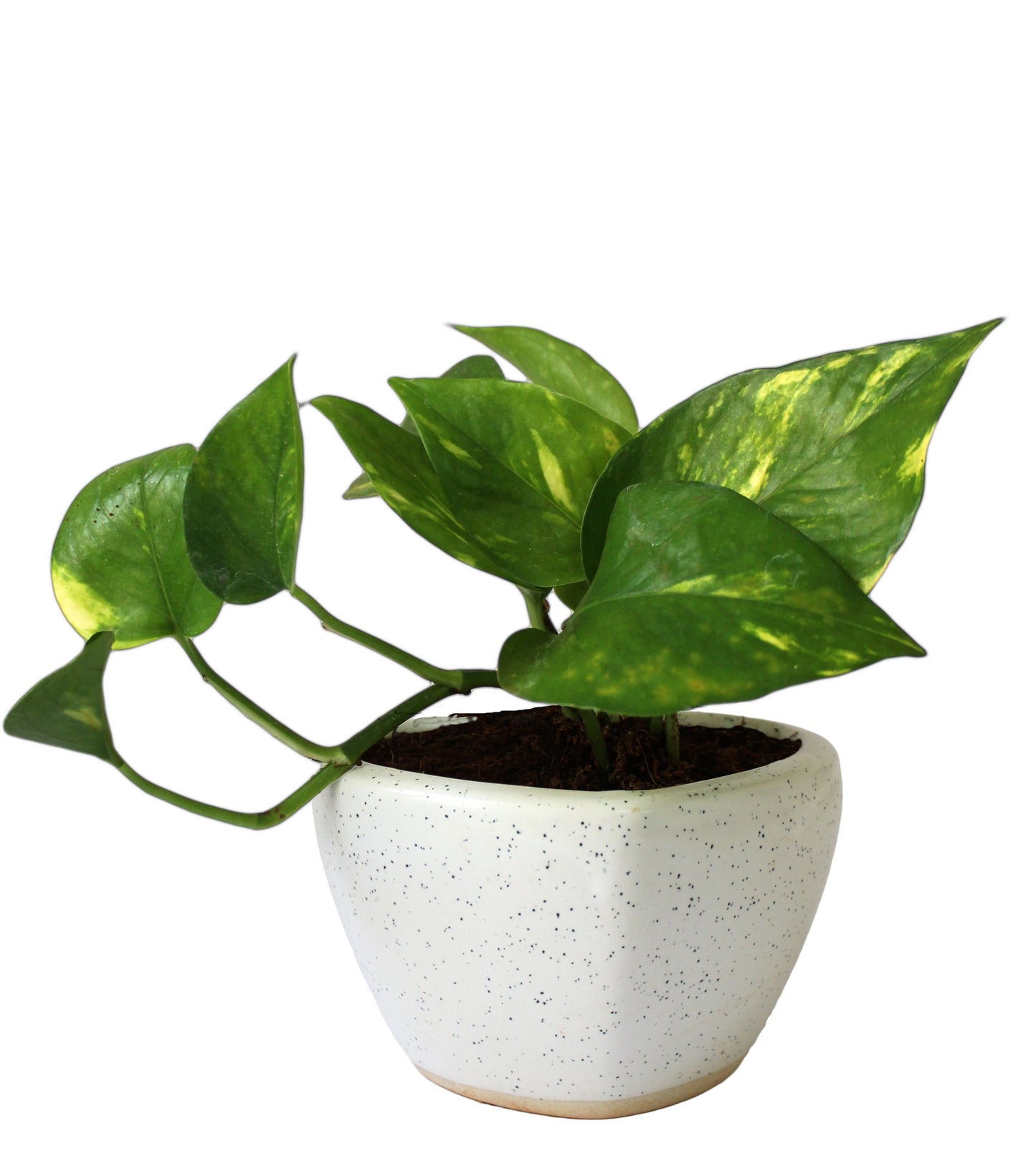 Good Luck Air Purifying Money Plant in White Heart Ceramic Pot