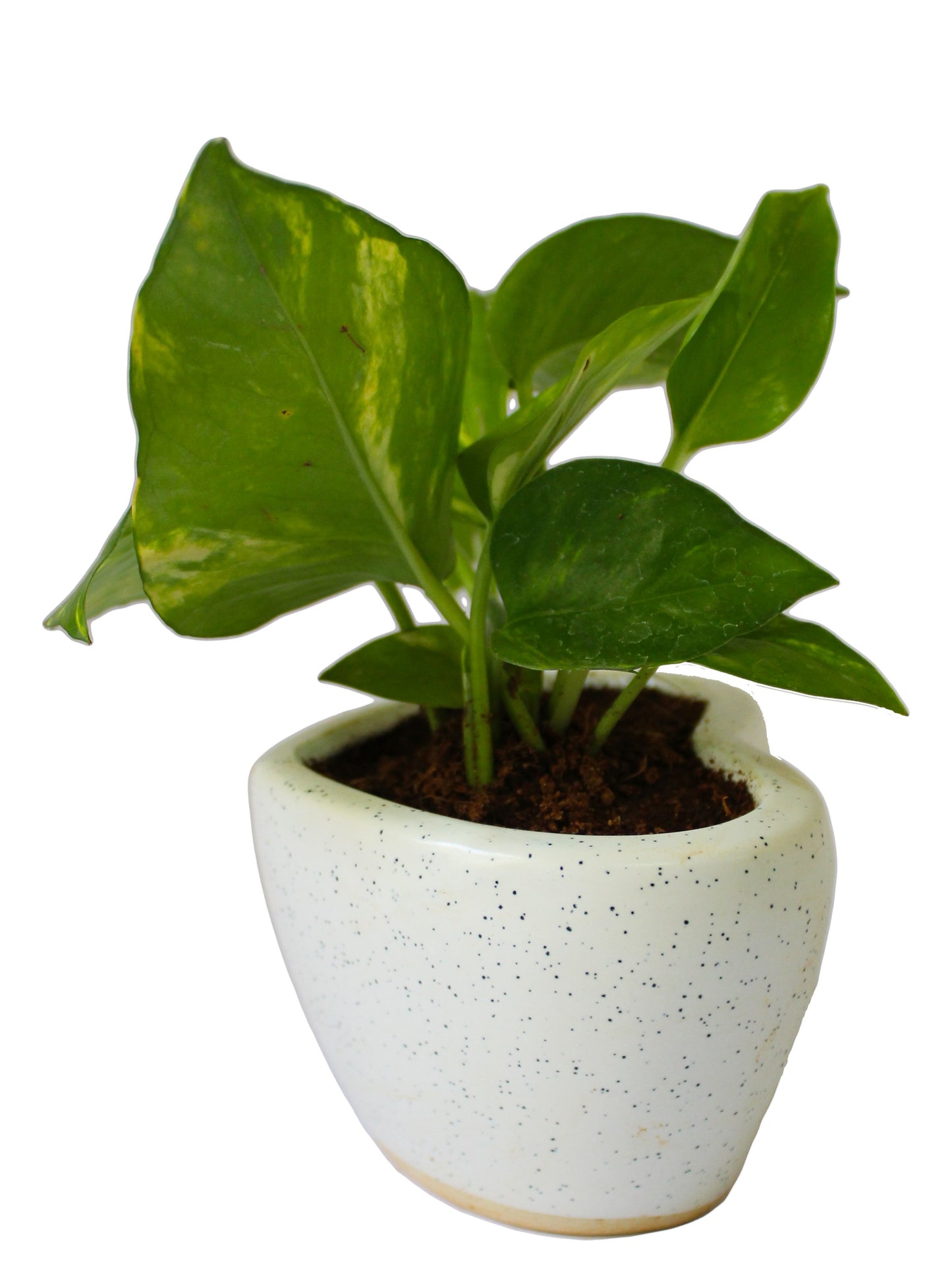 Good Luck Air Purifying Money Plant in White Heart Ceramic Pot