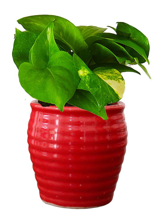 Rolling Nature Good Luck Air Purifying Live Money Plant in Red Ceramic Pot