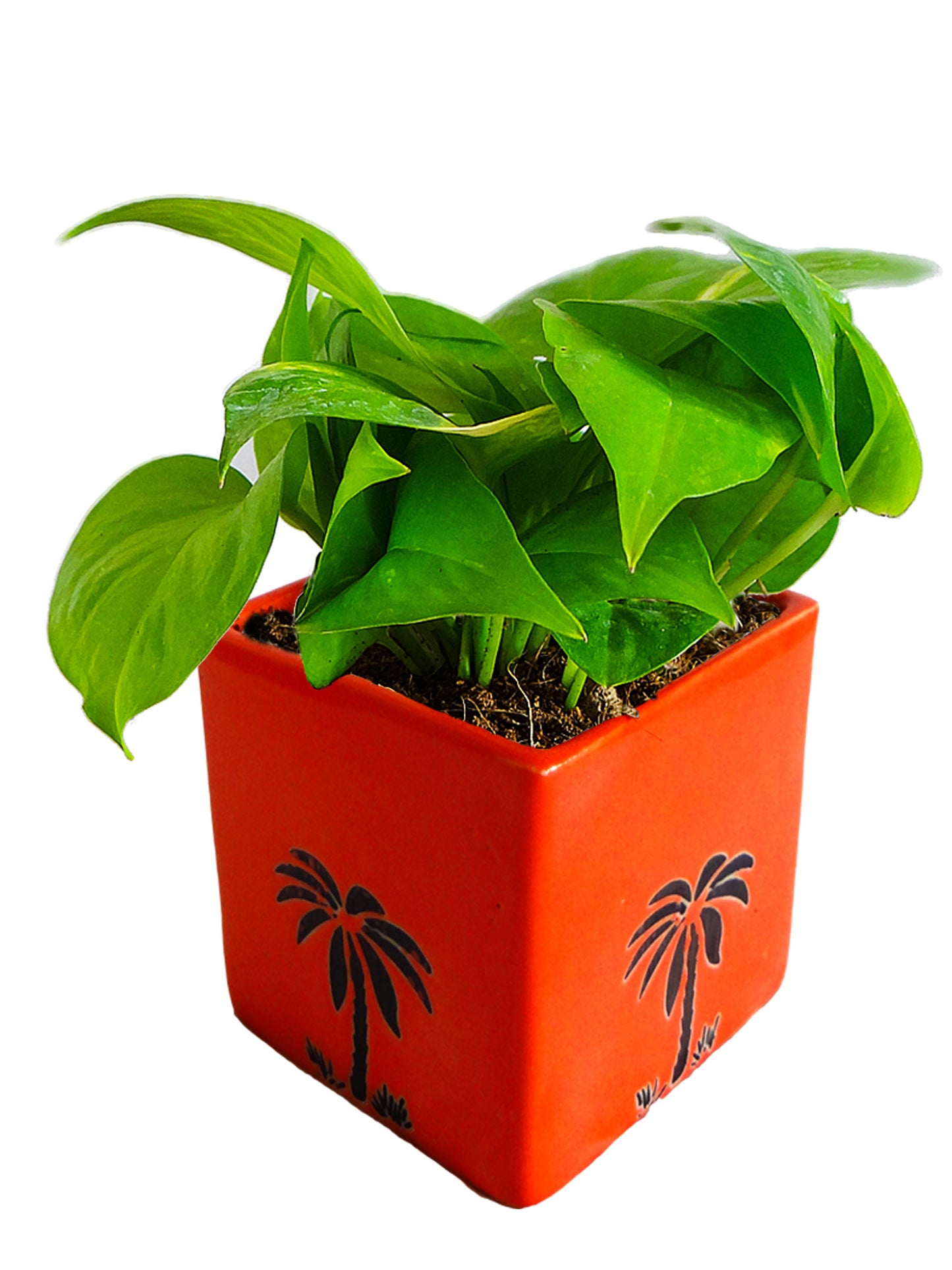 Good Luck Money Plant in Orange Cube Aroez Ceramic Pot