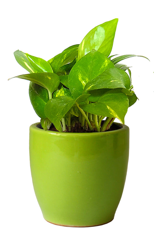 Rolling Nature Good Luck Air Purifying Money Plant in Green Pear Ceramic Pot