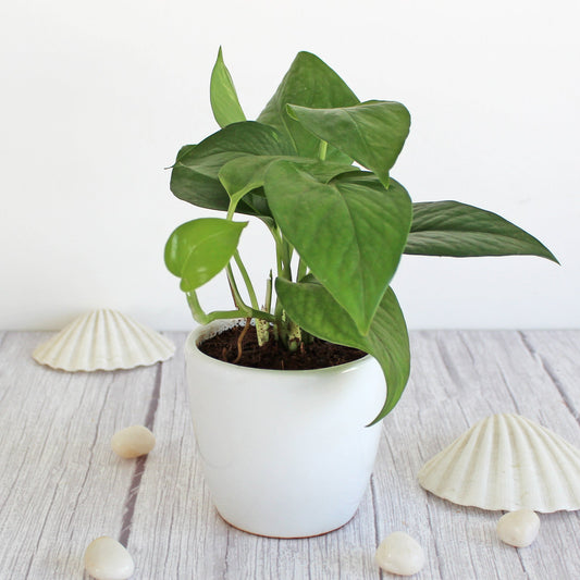 Rolling Nature Good Luck Air Purifier Money Indoor Plant in White Pear Glacier Ceramic Pot