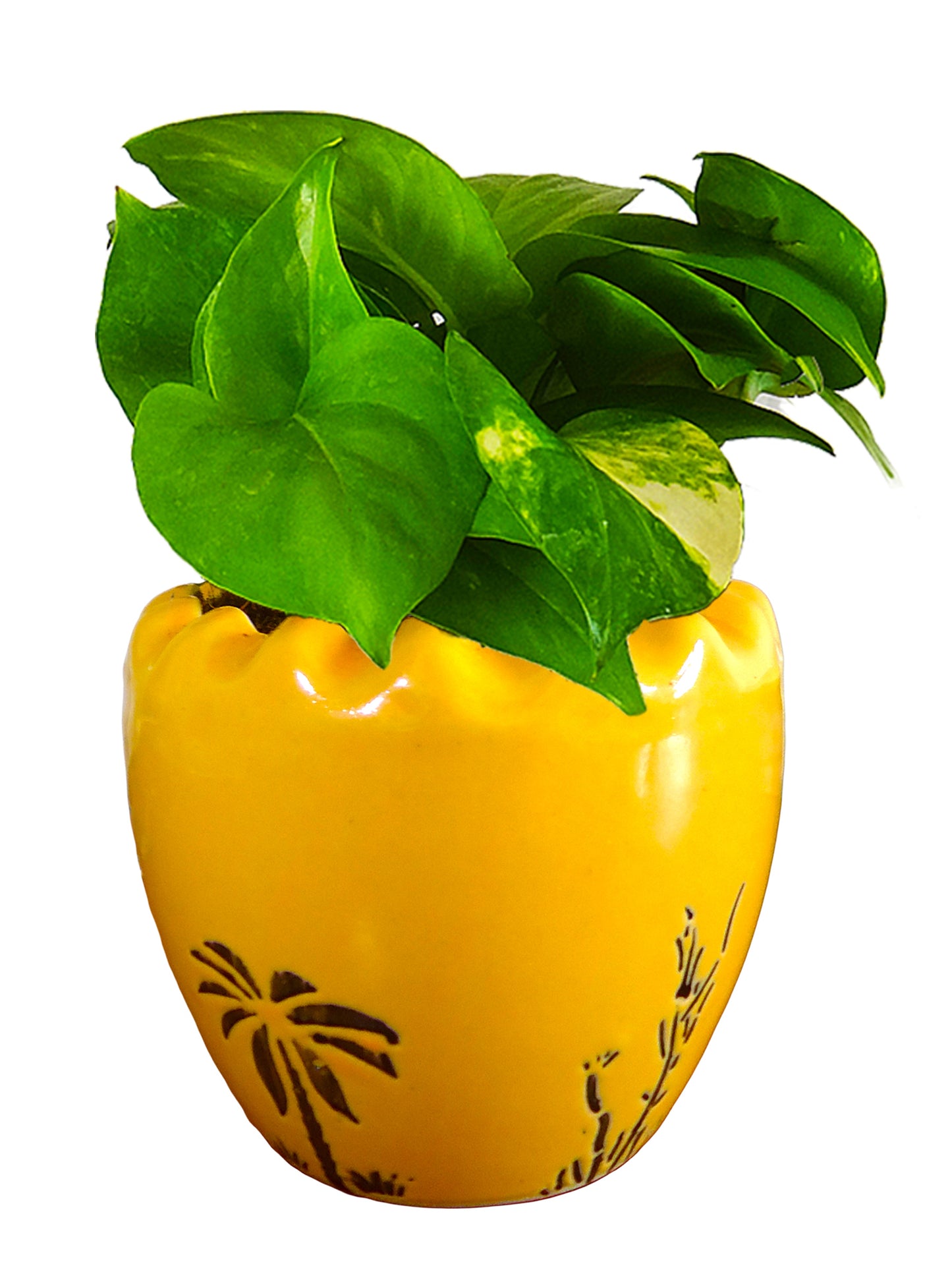 Good Luck Air Purifying Live Money Plant in Yellow Ruffel Aroez Ceramic Pot