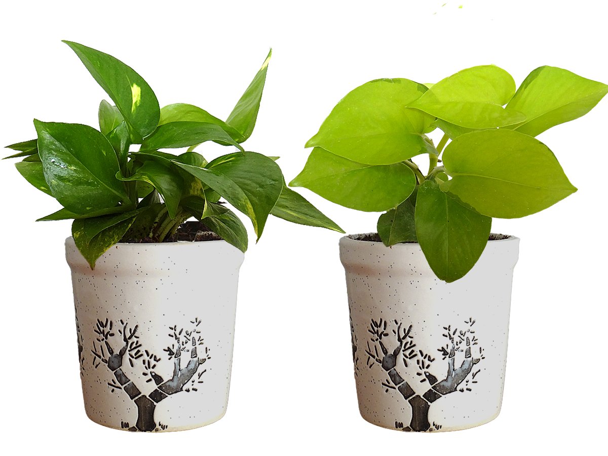 Combo Of Good Luck Air Purifying Live Money Plant and Golden Money Plant in White Jar Aroez Ceramic Pot