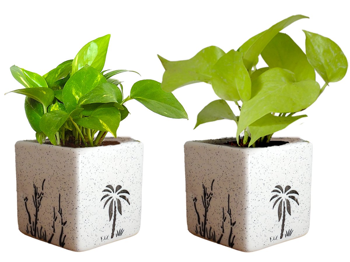 Air Purifying Good Luck Live Natural Plants in Exquisite Ceramic Pots. Best Indoor Plants online in India. Best green gifts for corporate or any occasions. Love plants as gifts. Money Plant  shipped all over India.