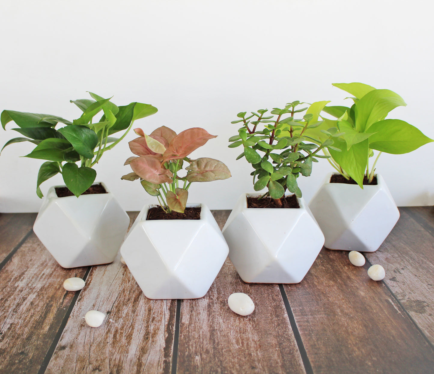 Rolling Nature Combo of Live Indoor Plants for Home Money Plant, Jade Plant, Pink Syngonium and Golden Pothos Plant in White Diamond Glacier Ceramic Pots