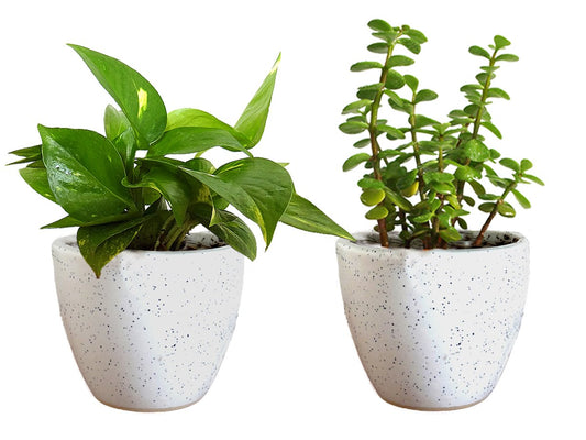 Air Purifying Good Luck Live Natural Plants in Exquisite Ceramic Pots. Best Indoor Plants online in India. Best green gifts for corporate or any occasions. Love plants as gifts. Crassula Jade Money Plant Syngonium shipped all over India.