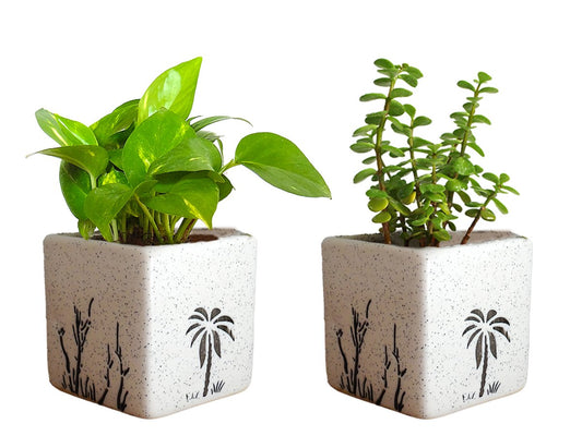 Air Purifying Good Luck Live Natural Plants in Exquisite Ceramic Pots. Best Indoor Plants online in India. Best green gifts for corporate or any occasions. Love plants as gifts. Crassula Jade quality houseplants shipped all over India.