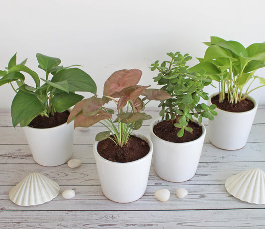 Rolling Nature Combo of Live Indoor Plants for Home Money Plant, Jade Plant, Pink Syngonium and Golden Pothos Plant in White Bucket Glacier Ceramic Pots