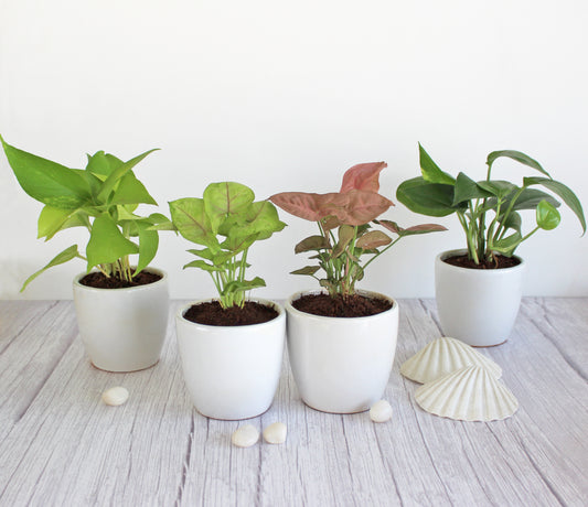 Rolling Nature Combo of Live Indoor Plants for Home Money Plant, Green Syngonium, Pink Syngonium and Golden Pothos Plant in White Pear Glacier Ceramic Pots