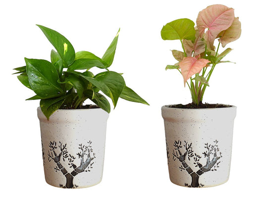 Combo Of Good Luck Air Purifying Live Money Plant and Syngonium Pink Plant in White Jar Aroez Ceramic Pot