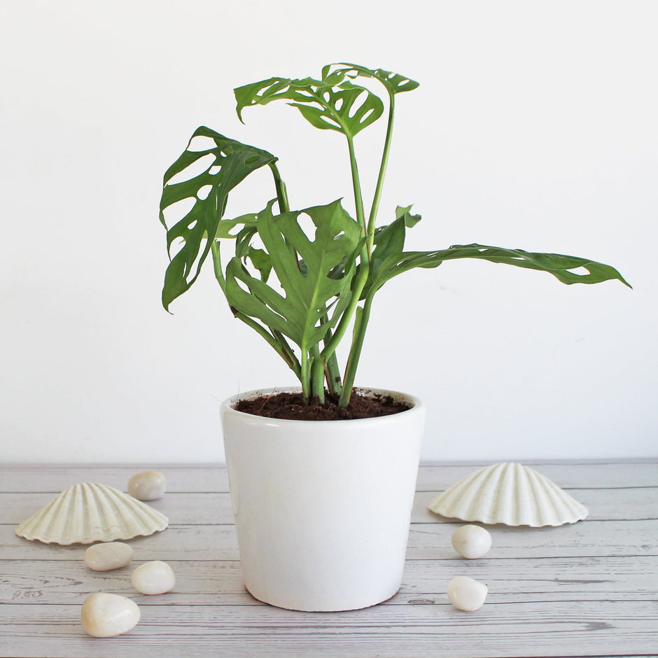 Buy Live Natural Indoor Plants Online India Green Gifts & Décor RollingNature