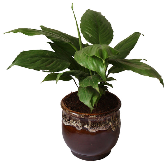 Rolling Nature Good Luck and Air Purifying Peace Lily Plant in Brown Drip Glazed Pitcher Ceramic Pot