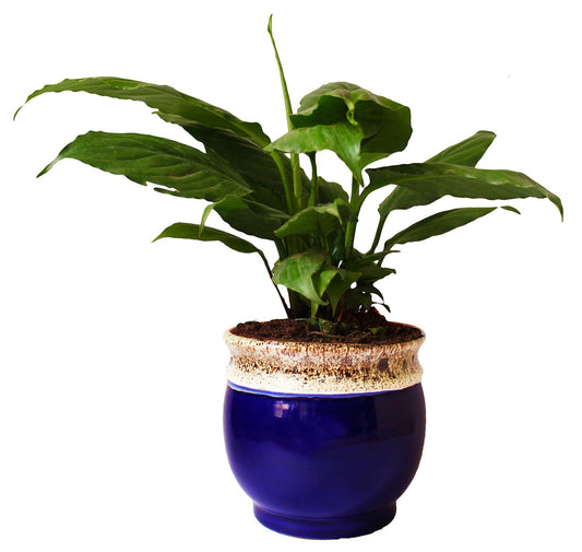 Rolling Nature Good Luck and Air Purifying Peace Lily Plant in White Drip Glazed Pitcher Ceramic Pot