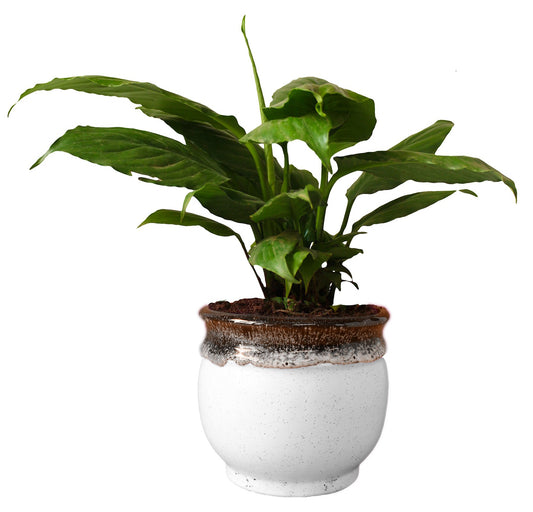 Rolling Nature Good Luck and Air Purifying Peace Lily Plant in Blue Drip Glazed Pitcher Ceramic Pot