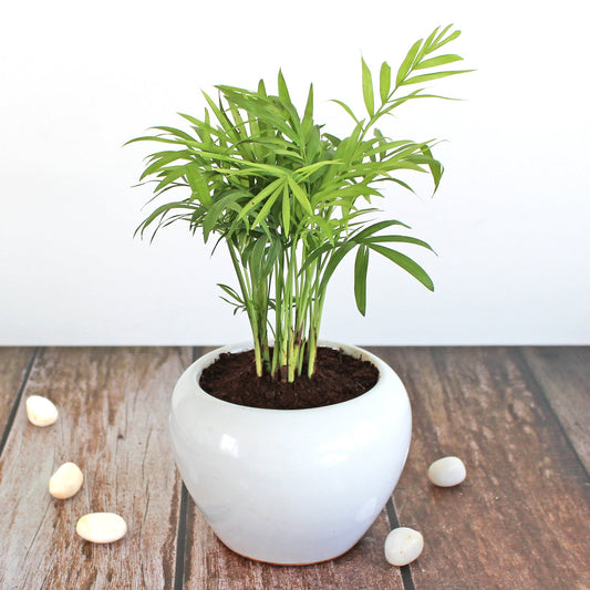 Rolling Nature Parlour Palm Chamaedorea Elegans Indoor Plant for Living Room in White Apple Glacier Ceramic Pot