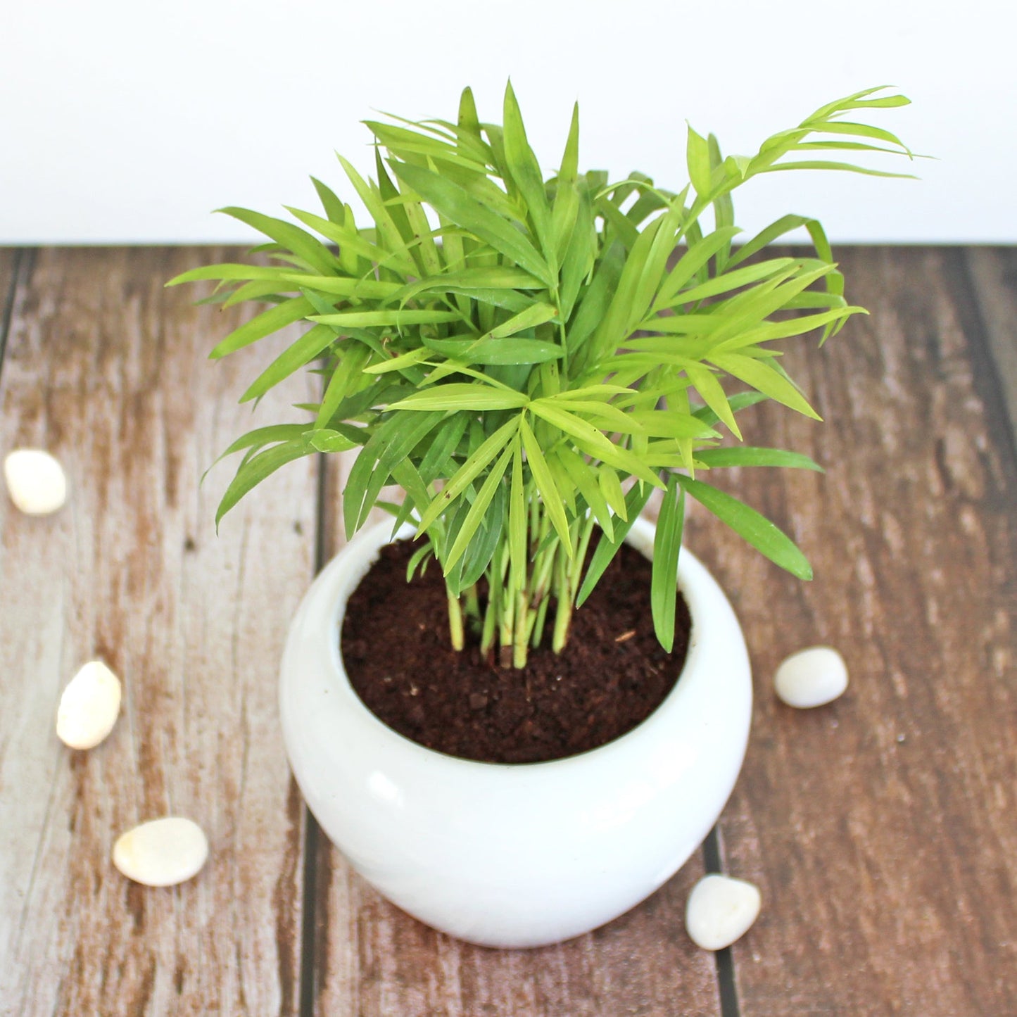 Rolling Nature Parlour Palm Chamaedorea Elegans Indoor Plant for Living Room in White Apple Glacier Ceramic Pot