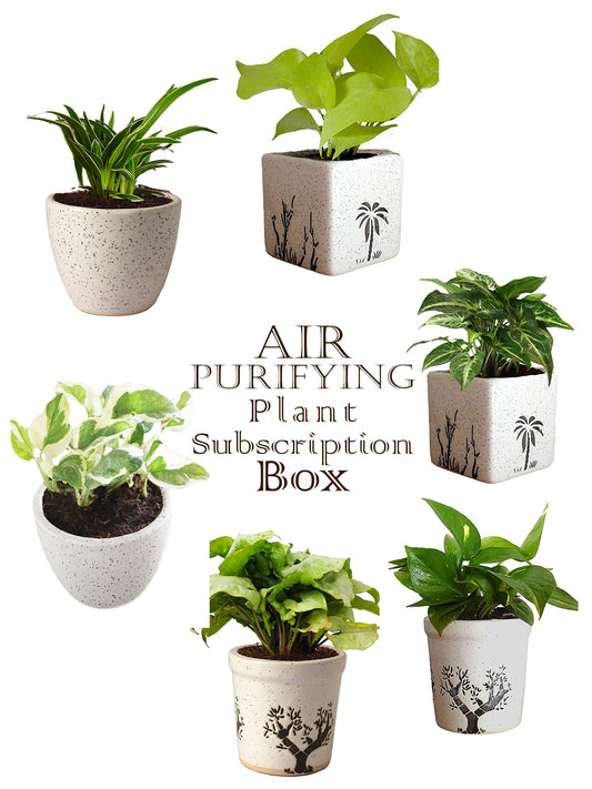 Air Purifying Plant Subscription Box in White Ceramic Pots