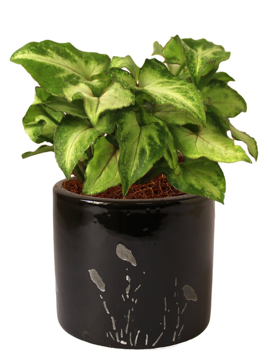 Rolling Nature Good Luck Air Purifying Live Green Syngonium Plant in Black Barrel Aroez Ceramic Pot