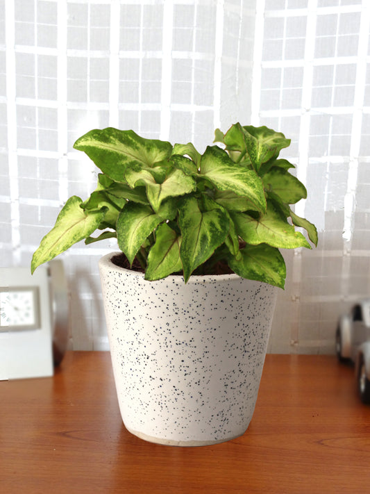 Good Luck Air Purifying Live Green Syngonium Plant in White Bucket Dew Ceramic Pot