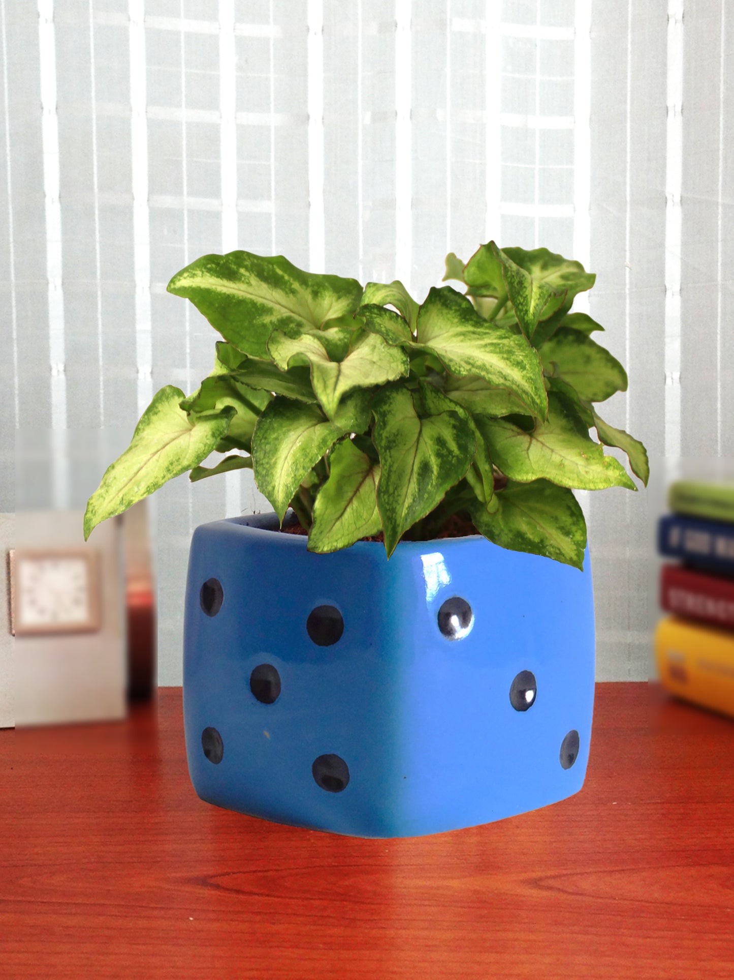 Good Luck Air Purifying Green Syngonium Plant In Blue Dice Ceramic Pot