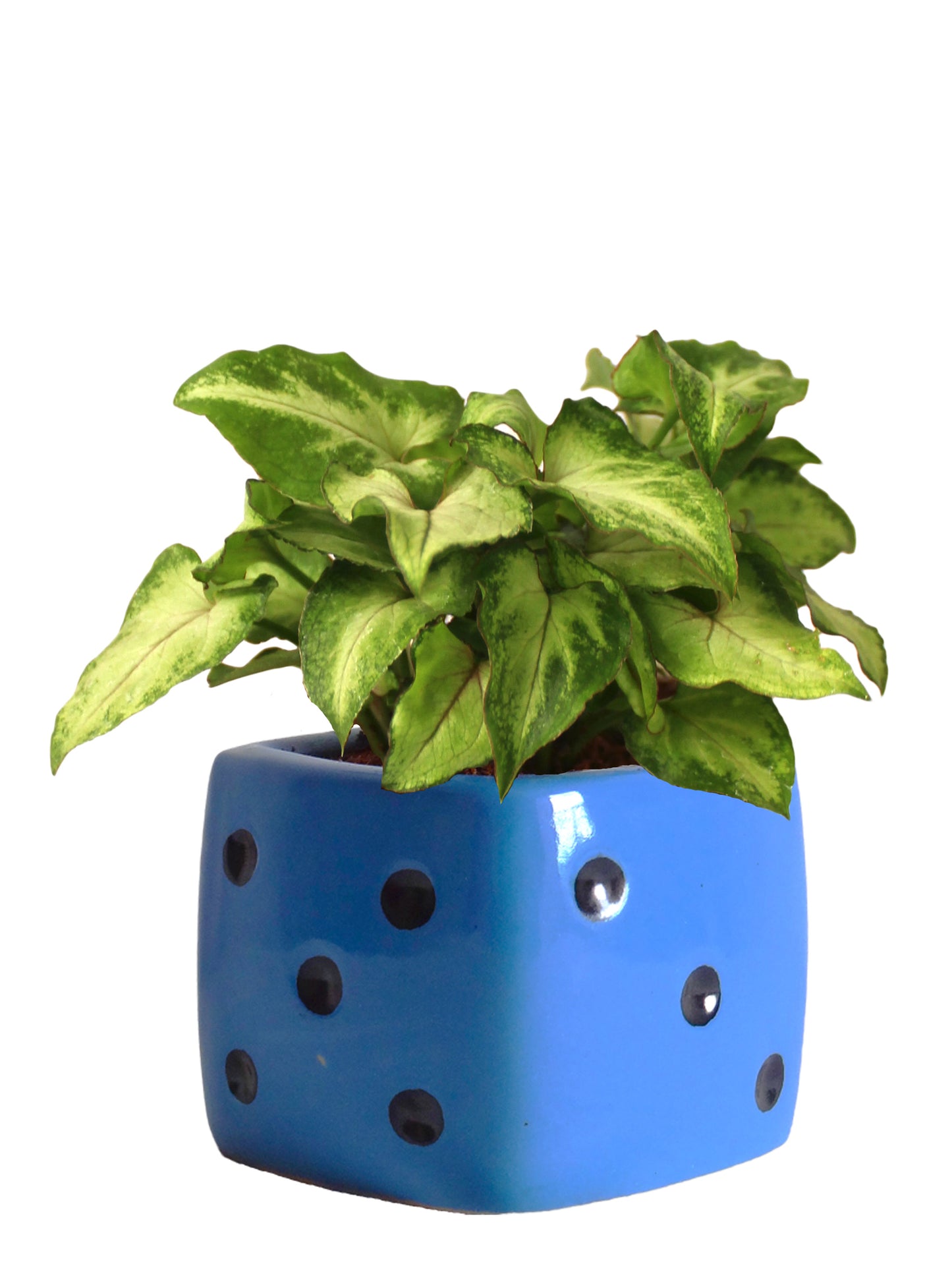 Good Luck Air Purifying Green Syngonium Plant In Blue Dice Ceramic Pot