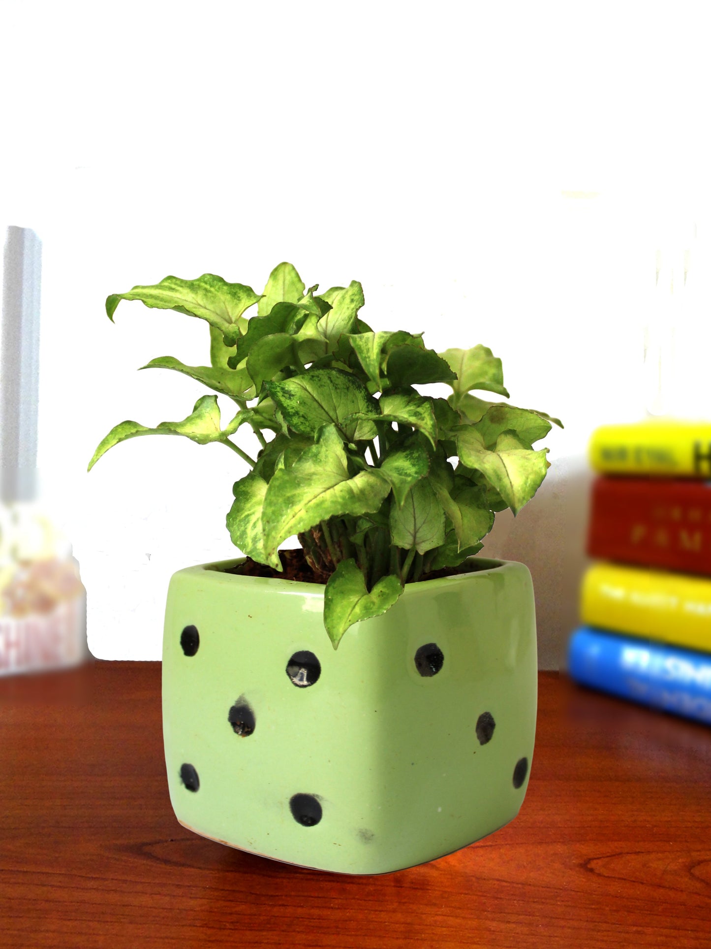 Good Luck Air Purifying Green Syngonium Plant In Green Dice Ceramic Pot