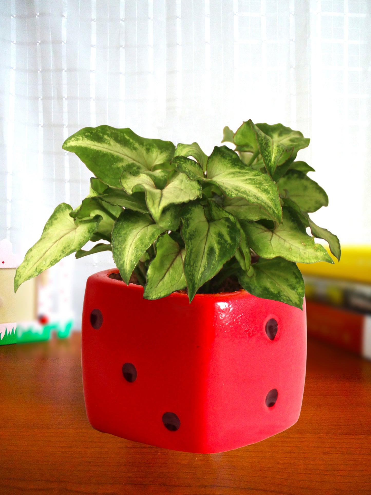 Good Luck Air Purifying Green Syngonium Plant In Red Dice Ceramic Pot