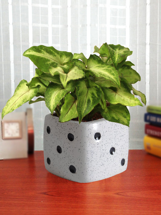 Good Luck Air Purifying Green Syngonium Plant In White Dice Ceramic Pot