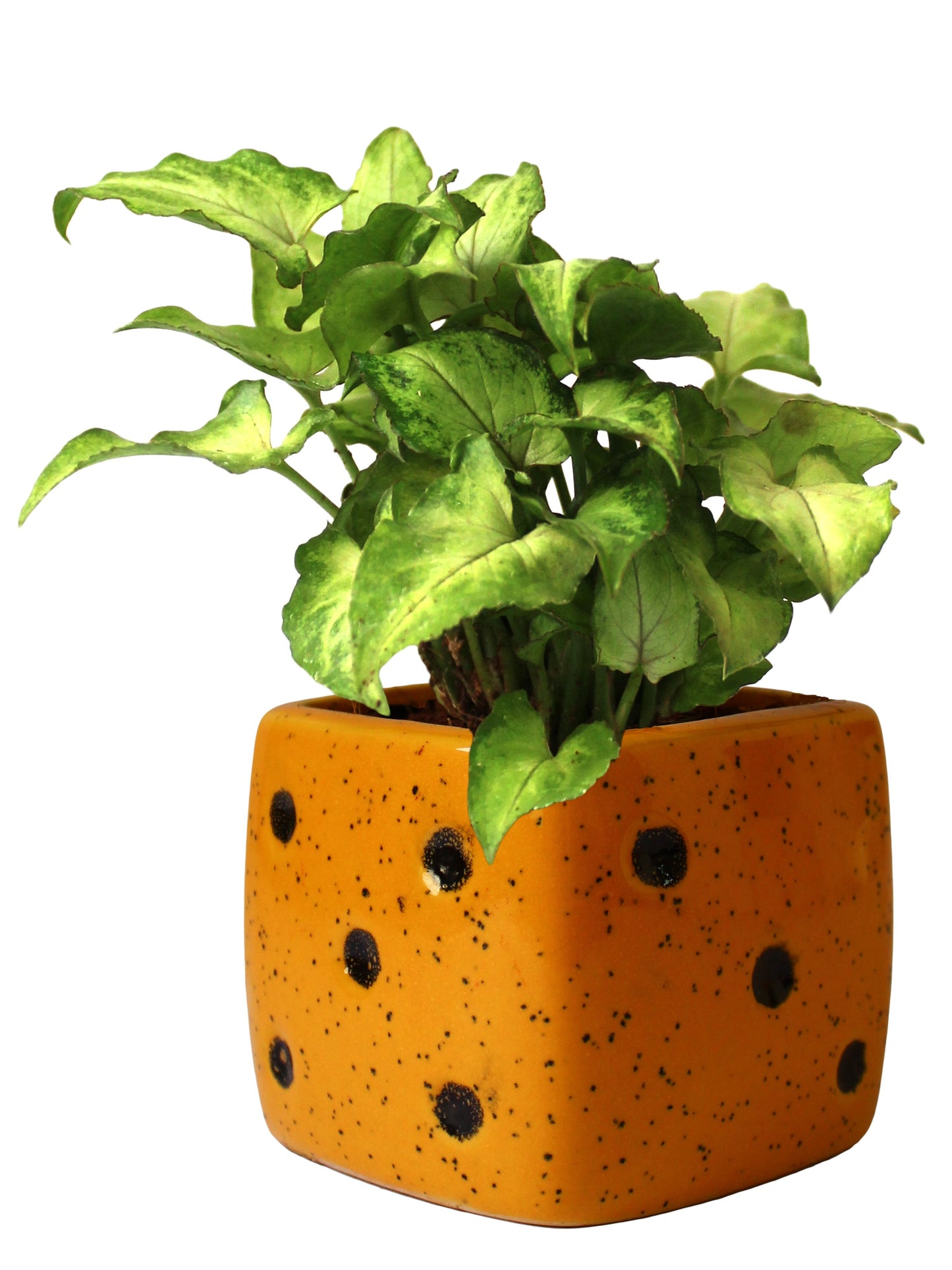 Good Luck Air Purifying Green Syngonium Plant In Yellow Dice Ceramic Pot