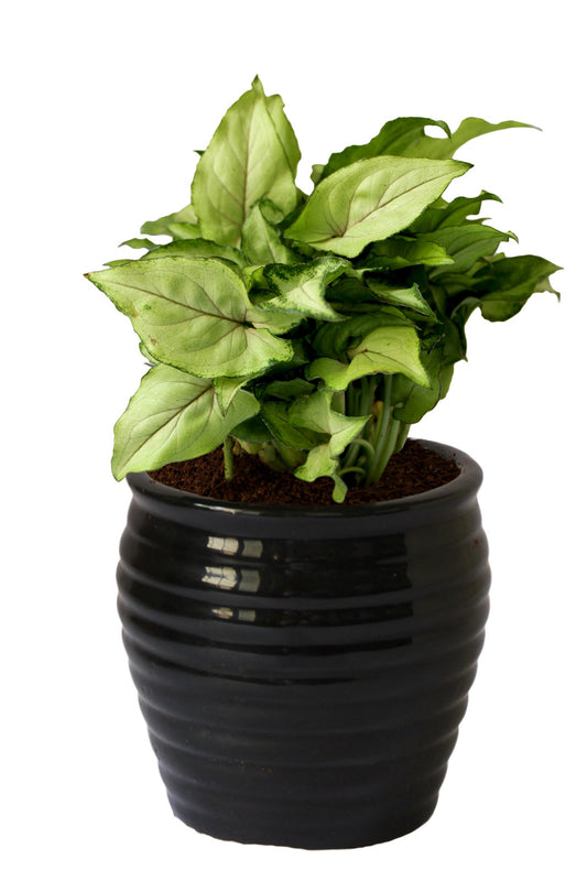 Rolling Nature Good Luck Air Purifying Green Syngonium Plant In Black Ceramic Pot