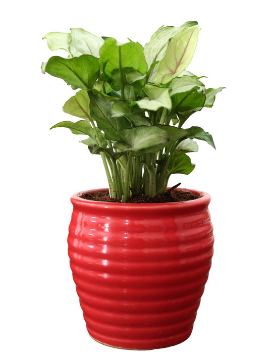 Rolling Nature Good Luck Air Purifying Live Green Syngonium Plant in Red Ceramic Pot