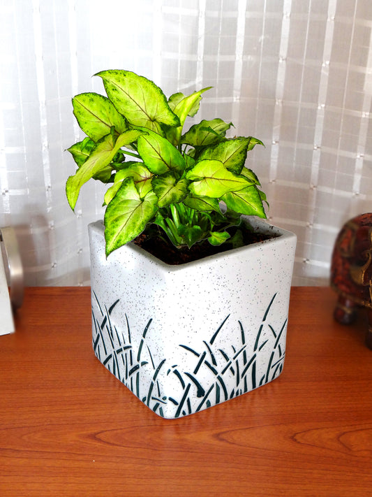 Good Luck Green Syngonium in White Cube Aroez Ceramic Pot
