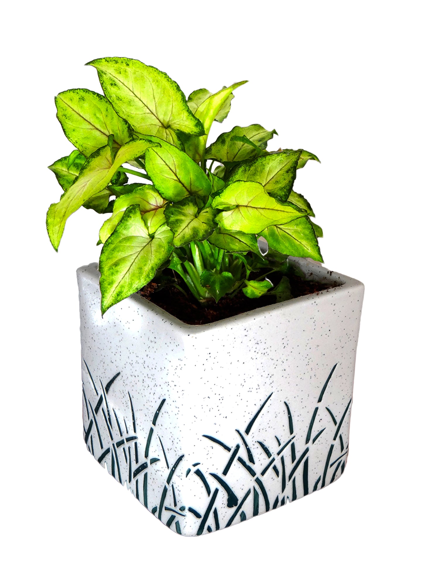 Good Luck Green Syngonium in White Cube Aroez Ceramic Pot