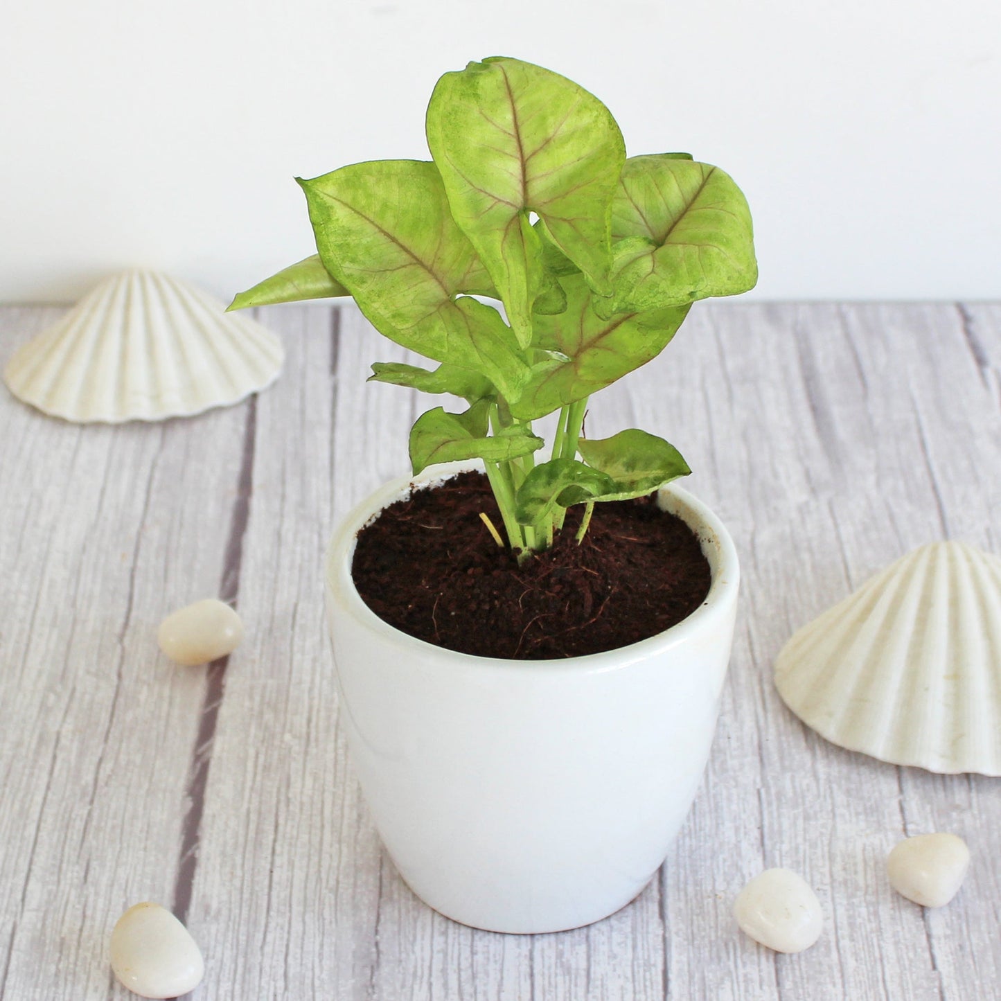 Rolling Nature Good Luck Air Purifier Green Syngonium Indoor Plant in White Pear Glacier Ceramic Pot