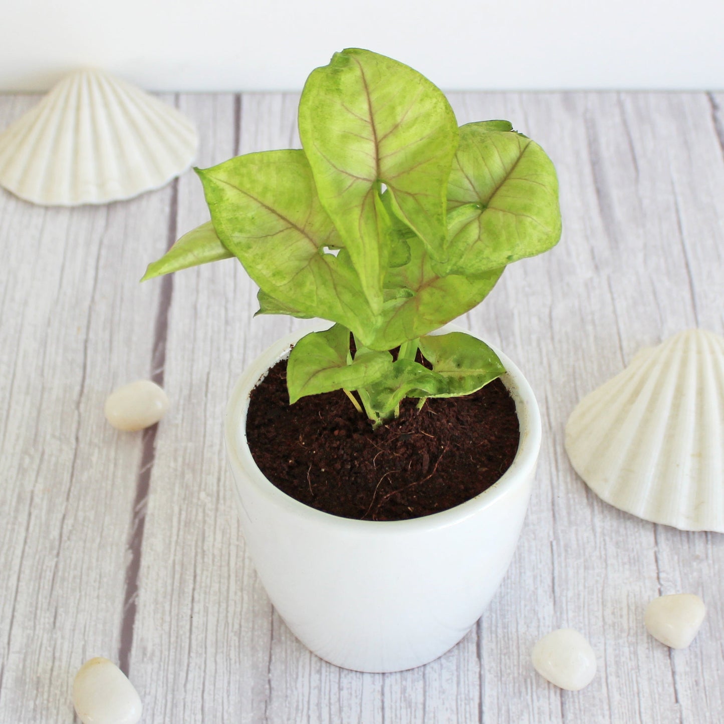 Rolling Nature Good Luck Air Purifier Green Syngonium Indoor Plant in White Pear Glacier Ceramic Pot