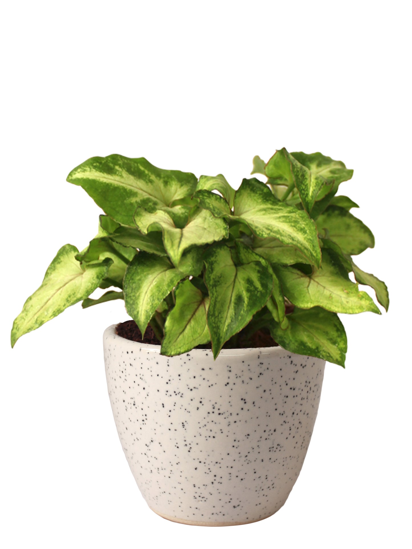 Good Luck Air Purifying Live Green Syngonium Plant in White Round Dew Ceramic Pot