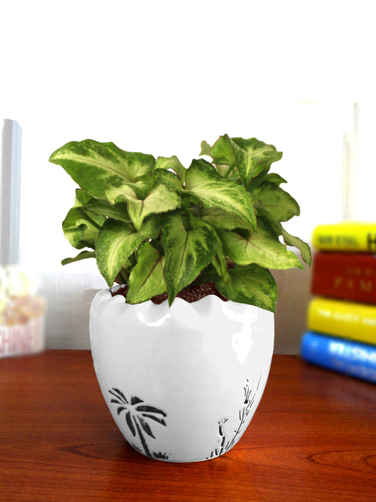 Good Luck Air Purifying Live Green Syngonium Plant in White Ruffel Aroez Ceramic Pot